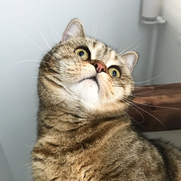 Meet your Posher, Emily - Picture 2 of 2